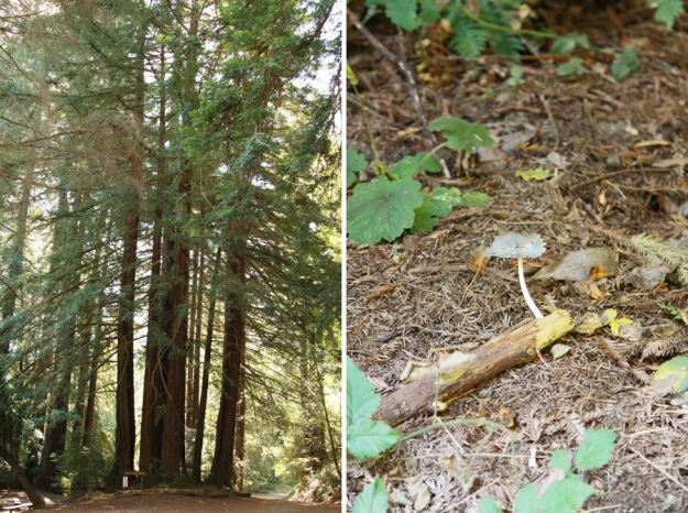 redwood-regional-park (11)