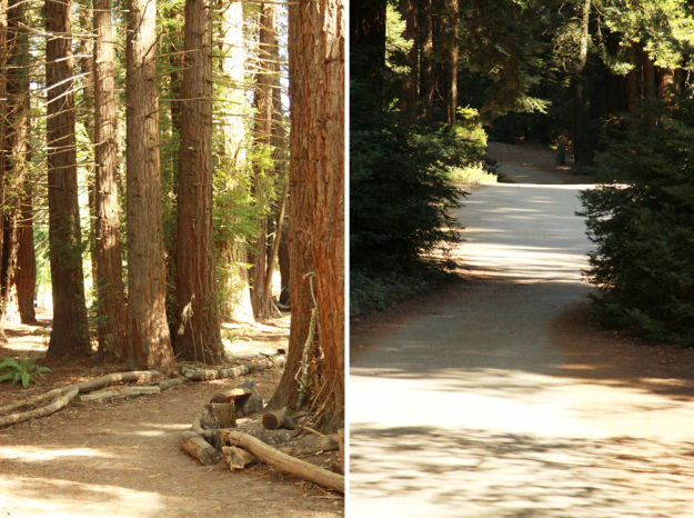 redwood-regional-park (12)