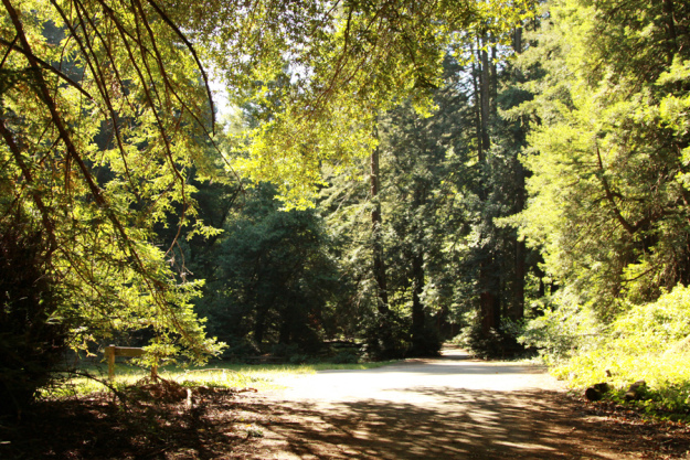 redwood-regional-park (7)