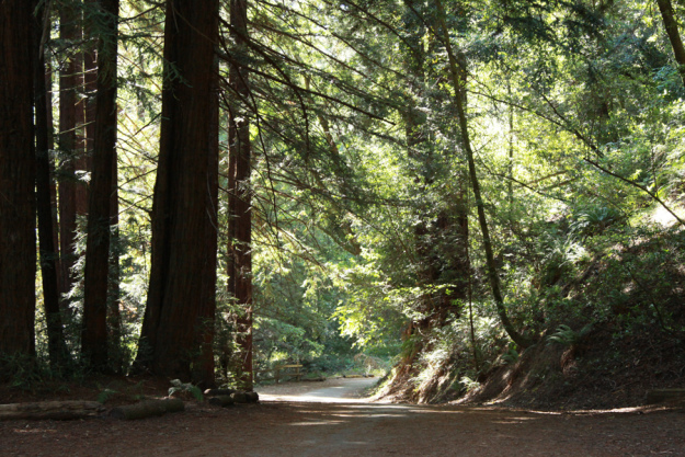 redwood-regional-park (8)
